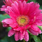 Pink Gerbera Daisy Plants Live - 3 Pack - 3-5 Inch Tall - Flowers