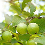 Pink Guava Tree Live Plant - 6-10 Inch Guava Fruit Plant for Outdoor Planting