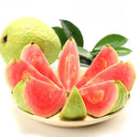 Guava Tree Plant - 2 to 3 Ft Height - Pink Guava - 3 Gallon Pot