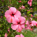 Pink Hibiscus Plant Live Hardy Flower 5-9'' Tall