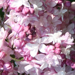Pink Lilac Plant 8 to 12 Inch Tall - Syringa Flowering Shrub