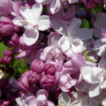 Pink Lilac Plant 8 to 12 Inch Tall - Syringa Flowering Shrub