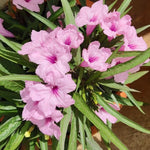 Mexican Petunia Plants Live Set - Ruellia Brittoniana - 4-7 Inch Mix