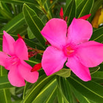 2 Pink Oleander Plant Live Shrub 3-5 Inch Tall Indoor Outdoor