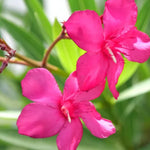2 Pink Oleander Plant Live Shrub 3-5 Inch Tall Indoor Outdoor