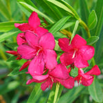 Pink Oleander Plants Live - 3 Starter Plants - Fragrant Garden Plant