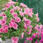 Pink Petunia Plants Live - Flower Seedlings 2-5" Tall Plugs Annual Perennial