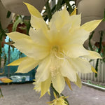 Pink Red Epiphyllum Orchid Cactus Cutting 6-10 Inch