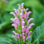 Pink Shrimp Plant Live - 4-6 Inch Tall - Garden &amp; Home Decor