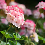 Pink White Geranium Plants Set of 3 - Live Flowering Geraniums for Gardens