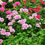 Pink White Geranium Plants Set of 3 - Live Flowering Geraniums for Gardens