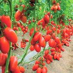 Plum Tomato Plants - Set of 2 Live Heirloom Variety 6-10 Inches Tall for Garden