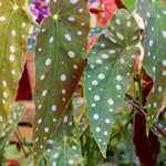 Polka Dot Begonia Plant Live Indoor Houseplant 5 Inches No Pot