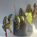 Polka Dot Begonia Plant Live Indoor Houseplant 5 Inches No Pot