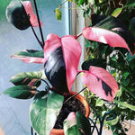 Set 2 Princess Philodendron Plants Live - 5-8 Inch Variegated Rare Houseplant