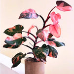 Princess Philodendron Plant Live - Rare Indoor Plant 3 Inch Pot