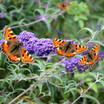 Purple Butterfly Bush Plant Live 4 Inches, Fragrant Blooming Shrub