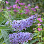 Pack 2 Purple Butterfly Bush Plants - Perennial Garden Outdoor - 3-6 Inches
