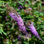 Pack 2 Purple Butterfly Bush Plants - Perennial Garden Outdoor - 3-6 Inches