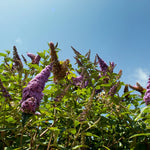 Pack 2 Purple Butterfly Bush Plants - Perennial Garden Outdoor - 3-6 Inches