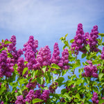 Purple Lilac Plant Live: Fragrant Dark Purple Tree 6-12'' Potted