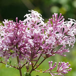 Purple Lilac Tree Plant Live - 6-10 Inch Fragrant Flowering Tree