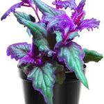 Purple Passion Plant Live - 2 Gynura Aurantiaca Plants, 4-9 Inch, Purple Velvet Royal Plant Indoor