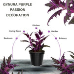 Purple Passion Plant Live - Gynura Aurantiaca Royal Velvet Plant 4-9 Inch Height