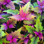 Gynura Purple Passion Plants: Live Aurantiaca Purple Velvet, 4-9 Inch
