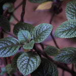 Swedish Ivy Plants - 4 Potted Purple Plectranthus - Live House Plants