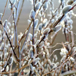 Pussy Willow Plants Live Tree 2.5 Inch Pot - Ornamental Shrub for Home Decor &amp; Outdoor Planting