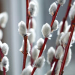 Pussy Willow Tree Live Plant - 2.5 inch Pot - Ornamental Vase Branches