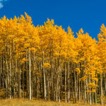 Quaking Aspen Tree: 10 Live Bare Root Seedlings 16-20 Inches for Outdoor Garden
