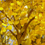 Quaking Aspen Tree: Yellow Aspen Bare Root Seedlings 10-18 Inch for Outdoor Planting