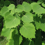 Quaking Aspen Tree: Yellow Aspen Bare Root Seedlings 10-18 Inch for Outdoor Planting