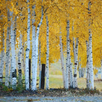 Quaking Aspen Trees Bare Root Tree 24-36 Inches Live Plant