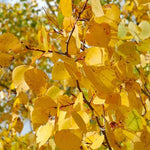 Quaking Aspen Trees Live Plants - 2 Aspen Tree Seedlings 10-14 Inch Deciduous Ornamental Tree