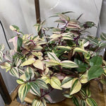 Rainbow Wandering Jew Plant, Tradescantia Variegated - 4 Inch Pot Live Plant