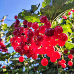 Viburnum Tree Live Plant - 6-12 Inch Shrub with Fragrant Flowers