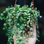 Trailing Succulent Vine Plant - Rare Live Indoor Plant In Pot