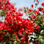 Red Bougainvillea Vine Plant 4-6 Inch Potted Outdoor Climbing
