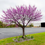 Red Bud Tree Plant Live - 1 Year Old Tree in Quart Pot with Pink Blooms