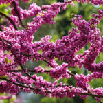 Red Bud Tree Plant Live - 1 Year Old Tree in Quart Pot with Pink Blooms