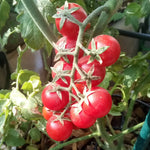 2 Red Cherry Tomato Plants - LIVE PLANTS 6 to 10 inches 60+ days old - Vegetable Plant