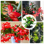 Christmas Cactus Live Plant 4 Inch Pot Holiday Indoor Blooms