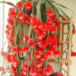 Red Epiphyllum Orchid Cactus Plant Live - 6-8'' Tall - Indoor/Outdoor Planting