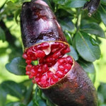 Red Finger Lime Trees Live Plants - 2 to 3 Feet Tall - Red Lime Fruit Tree - 1 Gallon Pot