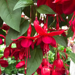 Marinka Red Fuchsia Live Plants - Rooted Fragrant Flower Shrub 3-5 Inch