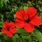 Red Hibiscus Plant Live Hardy Flower 5-9'' Tall Potted