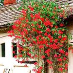 Red Honeysuckle Plants Live - Set of 2 Coral Dropmore Honeysuckle Vines 5-9" Tall - Climbing Honeysuckle